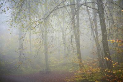 Nebliger Wald