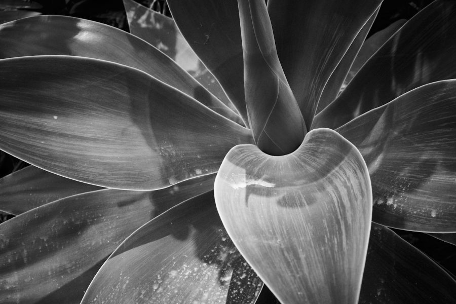 Agave