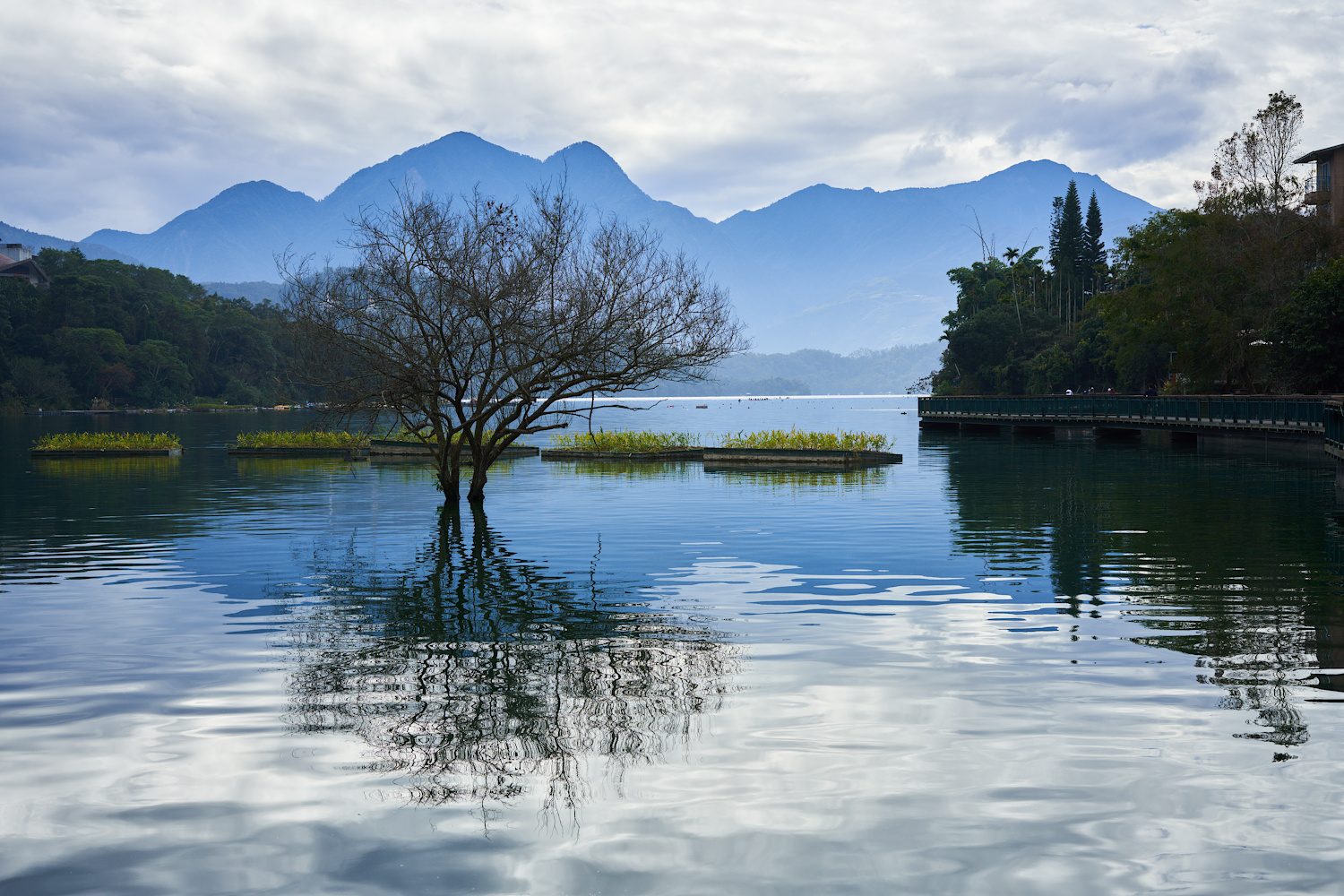 Baum im See