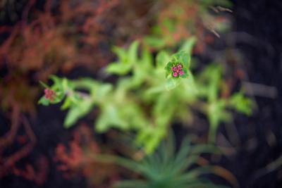 Blüte