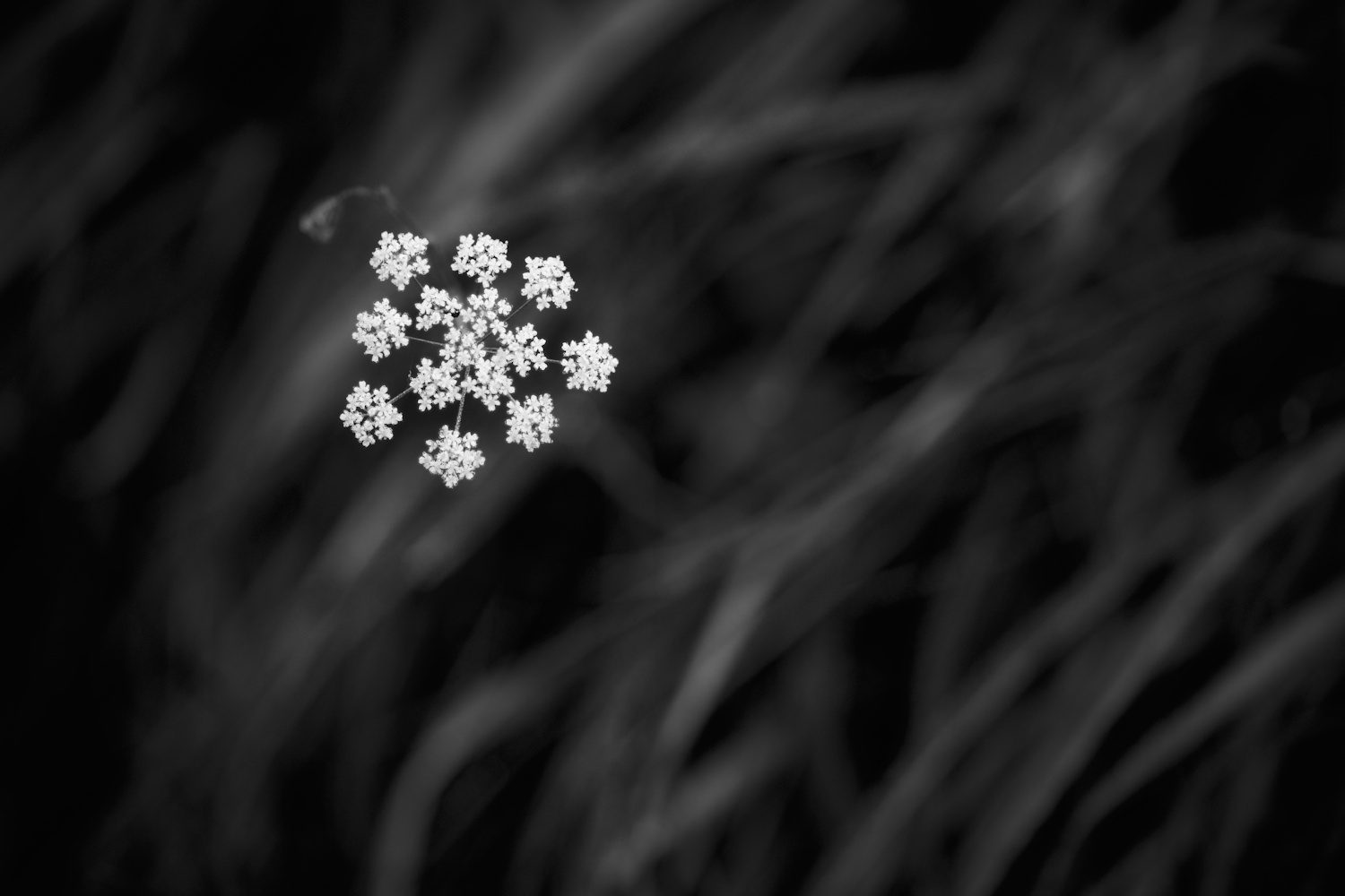 Blume