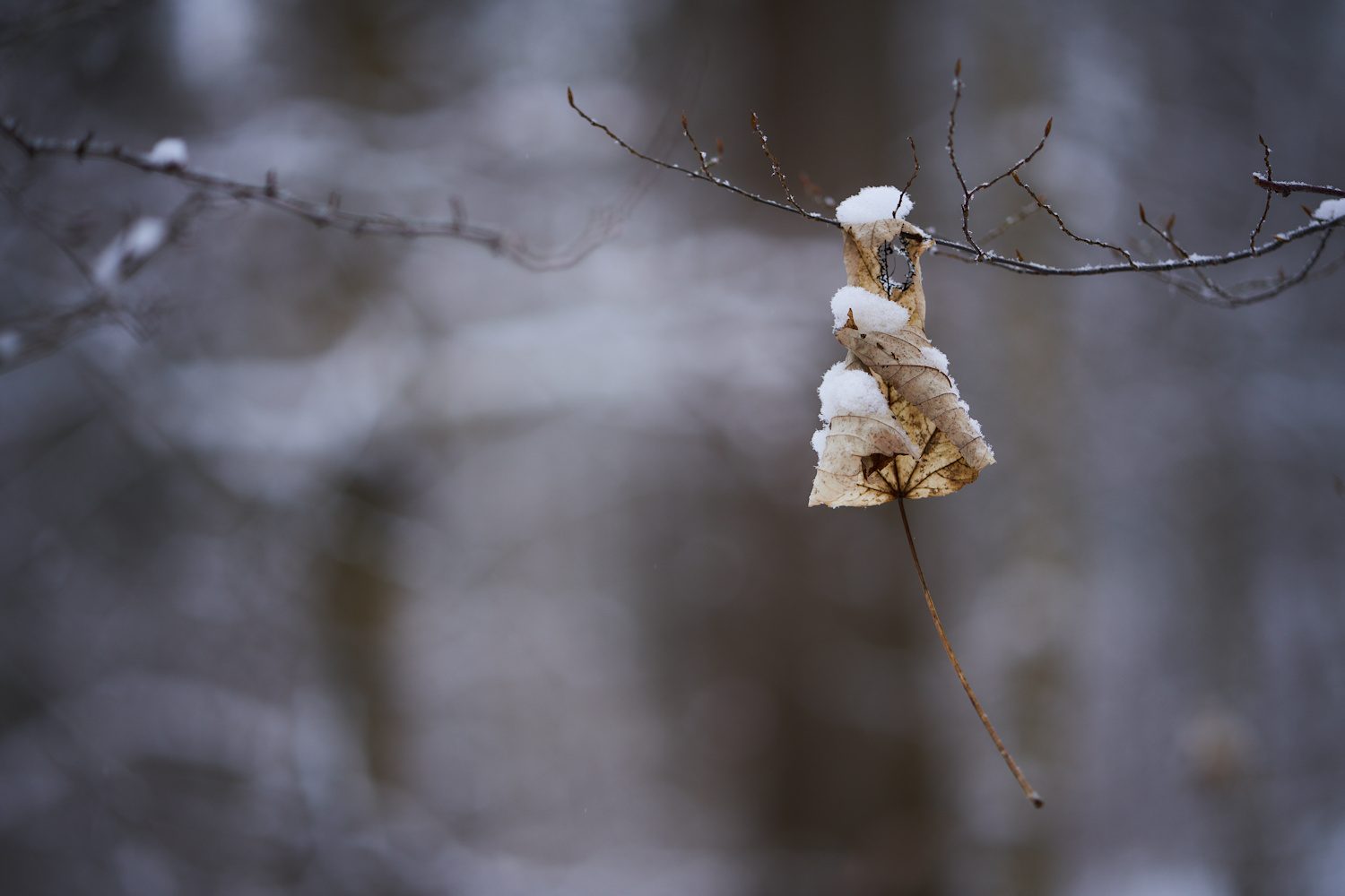 Das Blatt, das nicht fallen will
