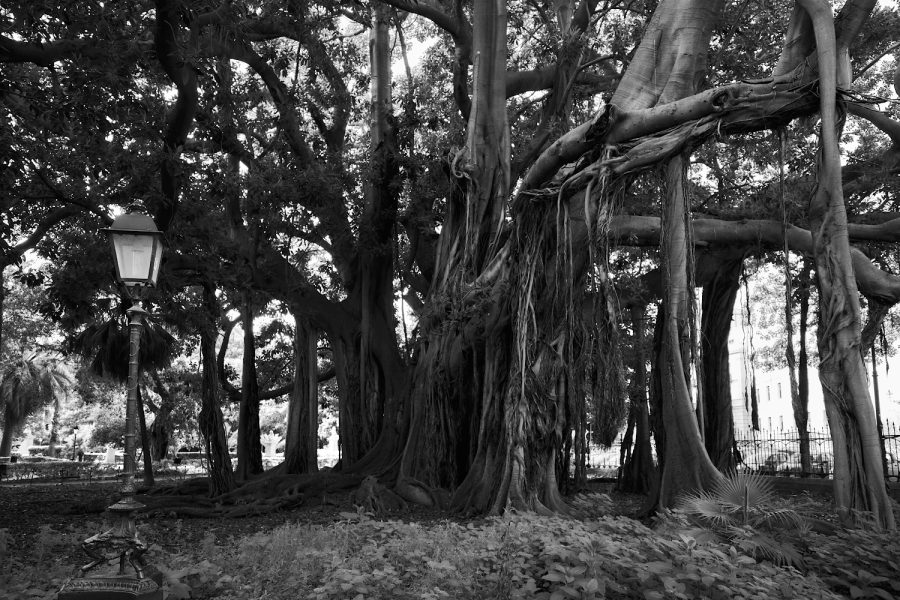 Der alte Baum im Park