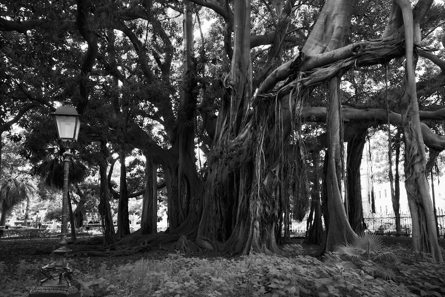 Der alte Baum im Park