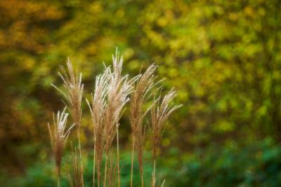 Gras im Herbst