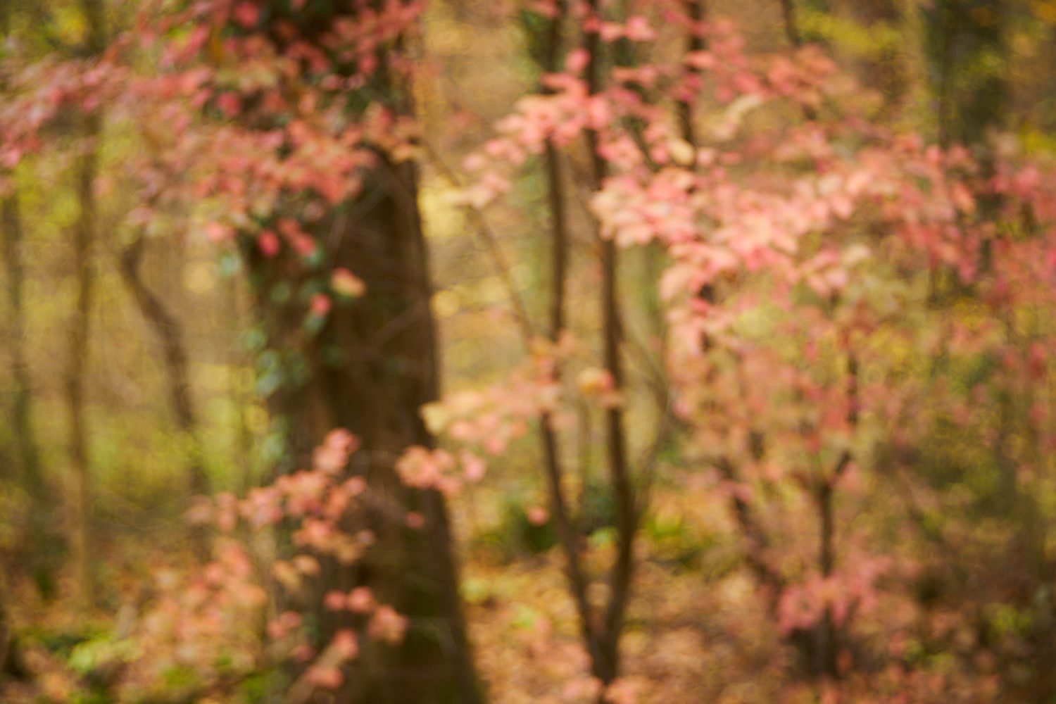 Herbstfarben