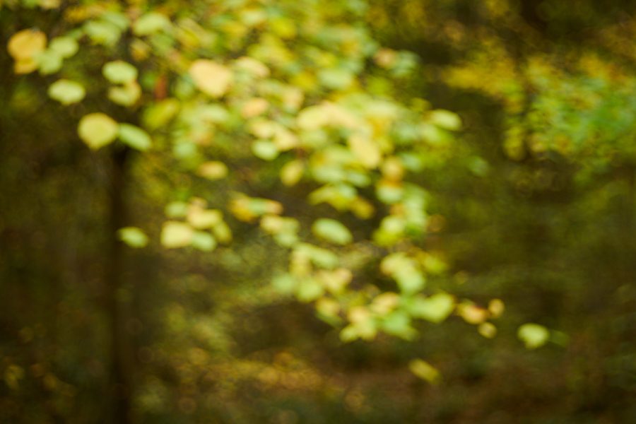 Herbstwald