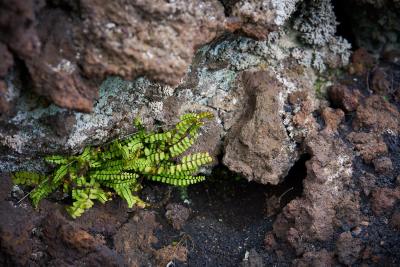 In der Nische