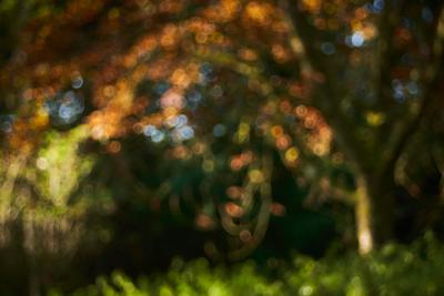 Morgen im Wald