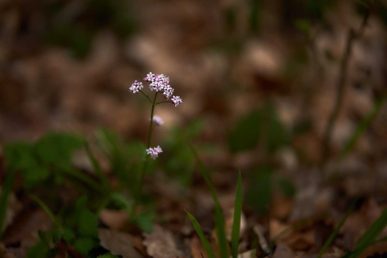 Valeriana