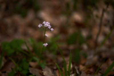 Valeriana