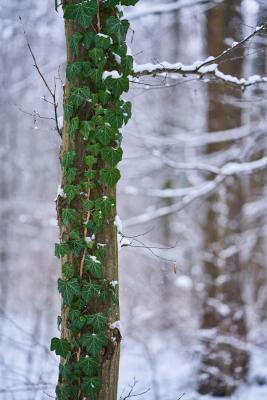 Wintergrün