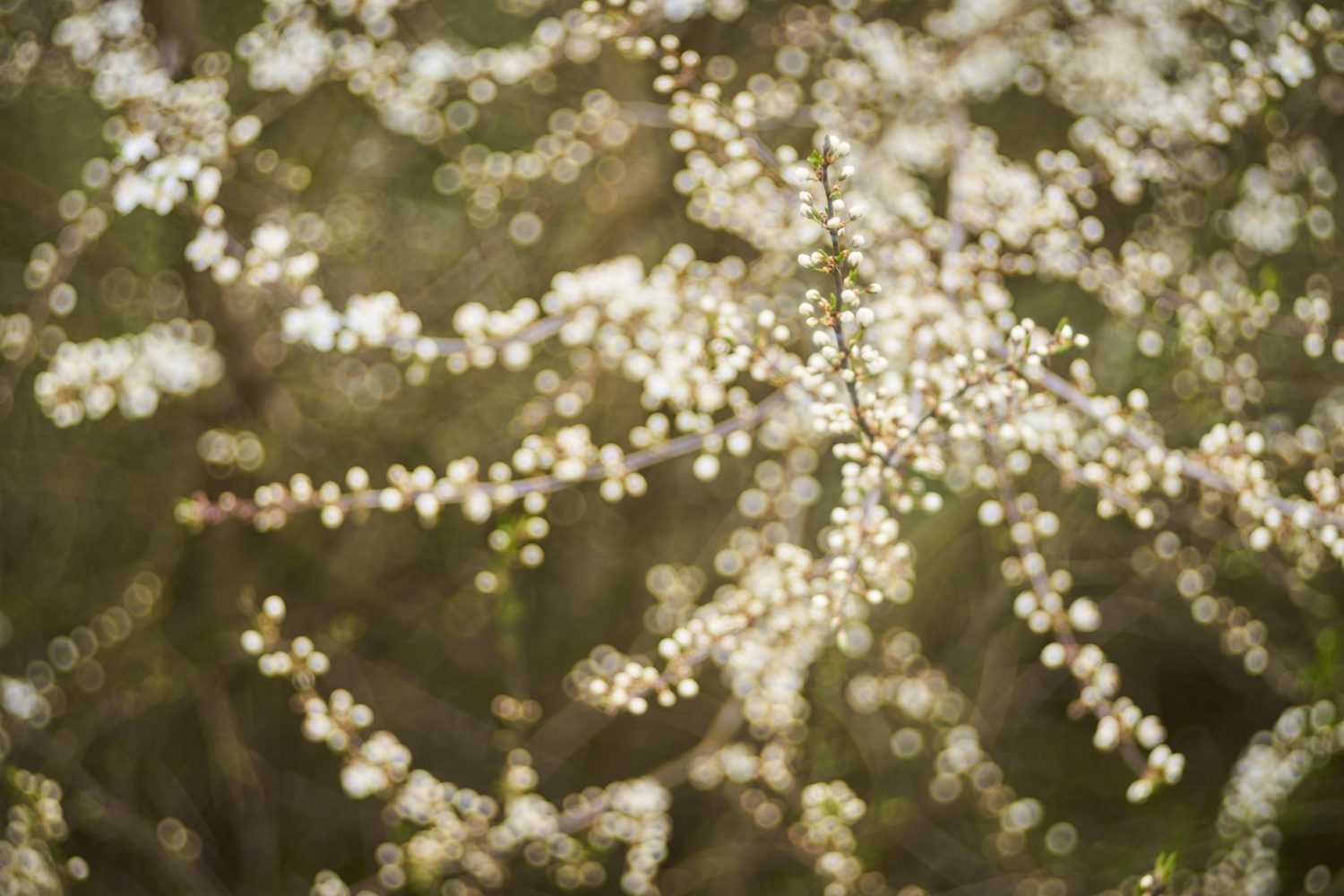 Frühling