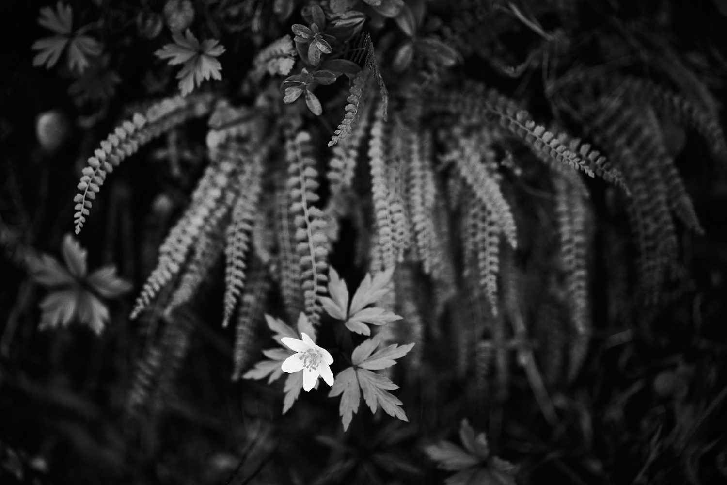 Farn und Anemone