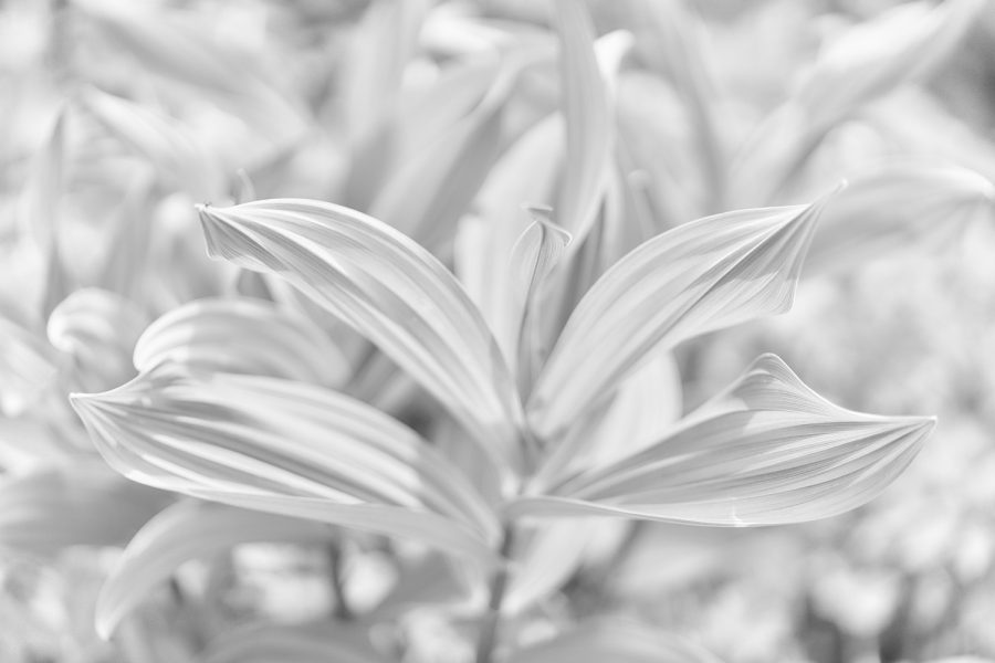 Veratrum