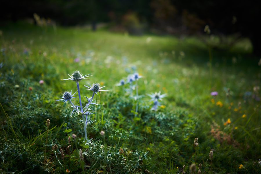 Blauer Stern