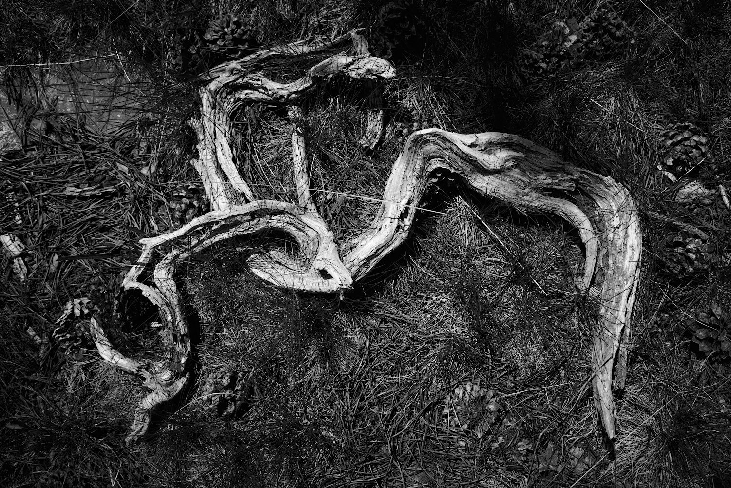 Naturkunst