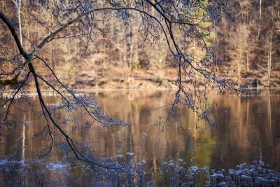 Am See