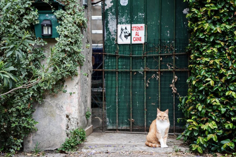 Attenti al Cane
