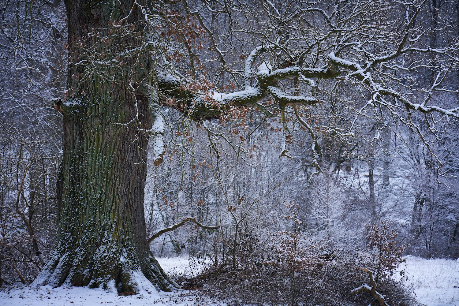 Der Alte