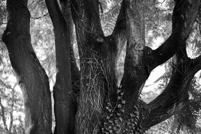 Der Baum