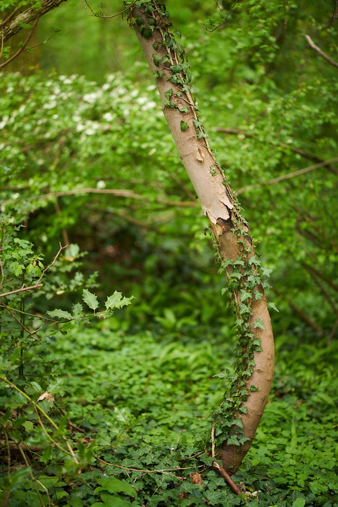 Gebogen