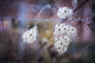 Gemeine Waldrebe