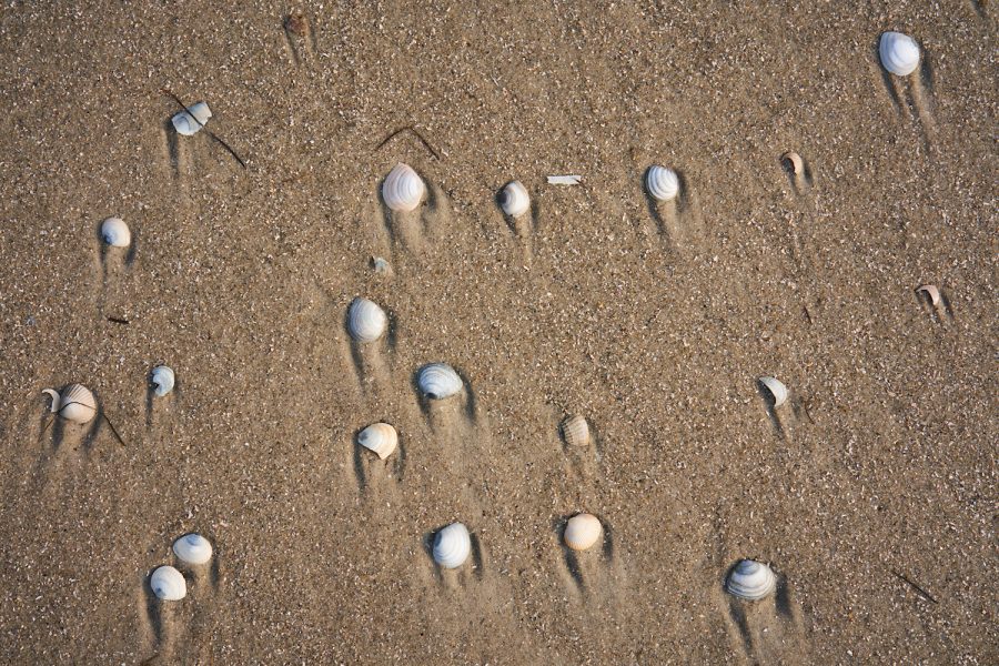 Muschelrennen
