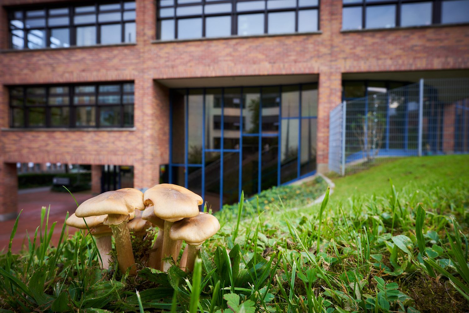 Urbane Pilze