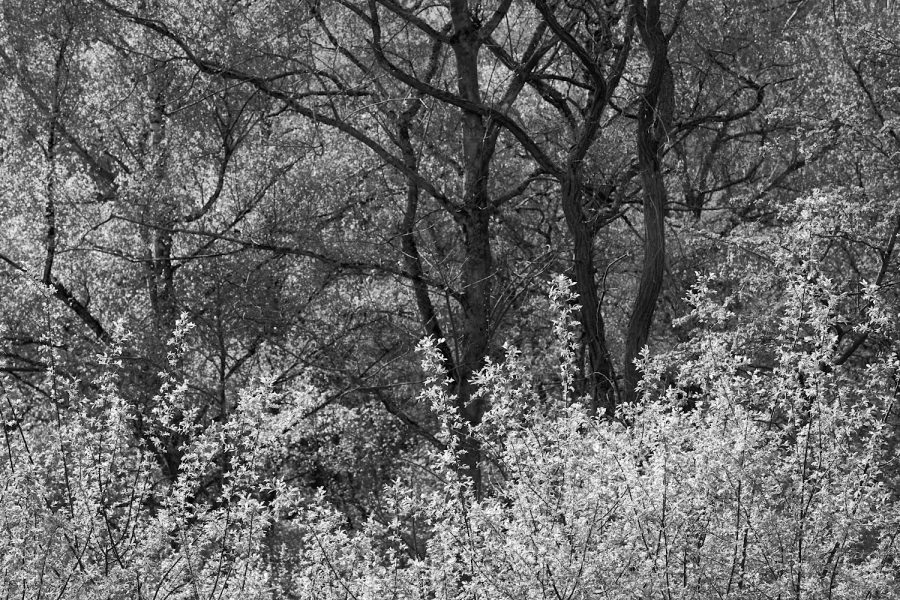 Waldstrukturen