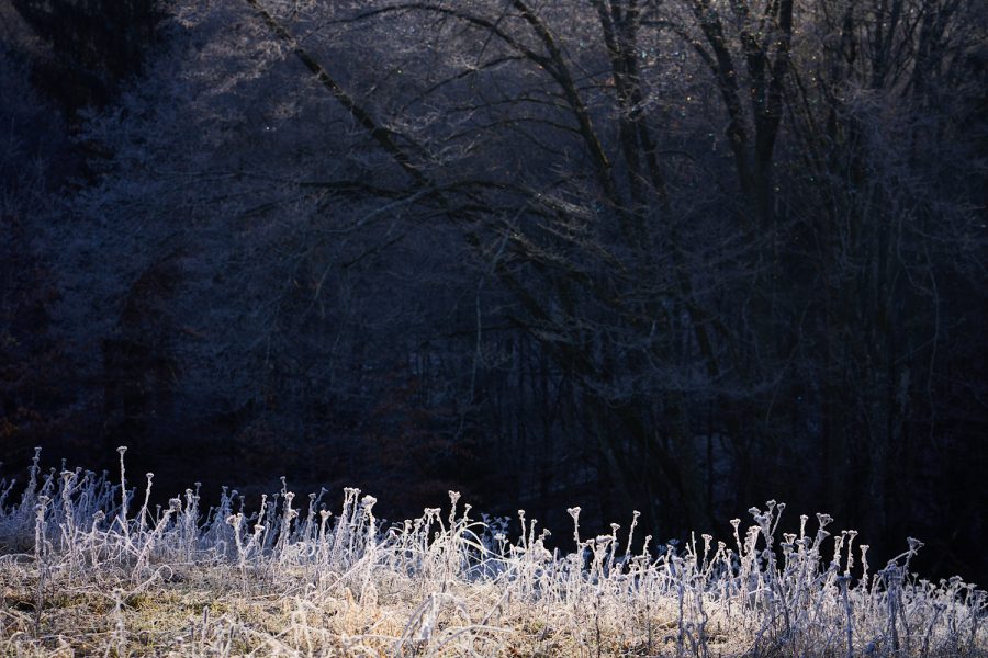 Winterwiese