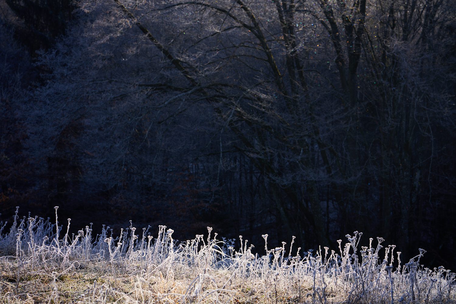 Winterwiese