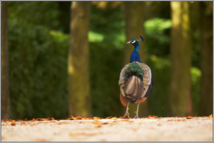 Pfau