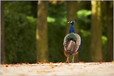 Pfau
