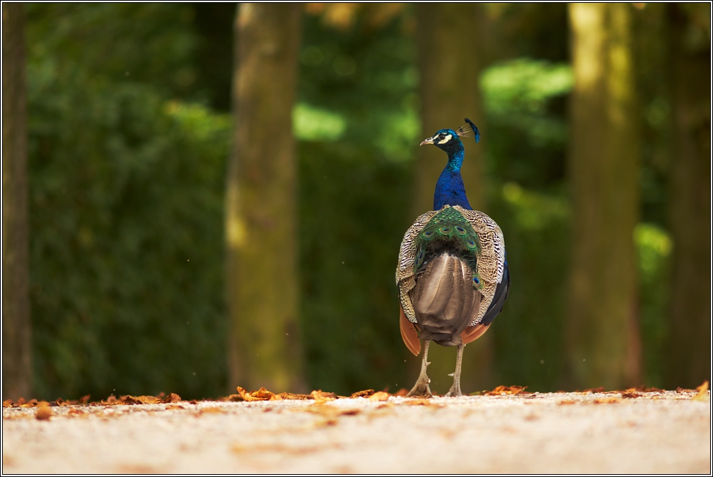 Pfau