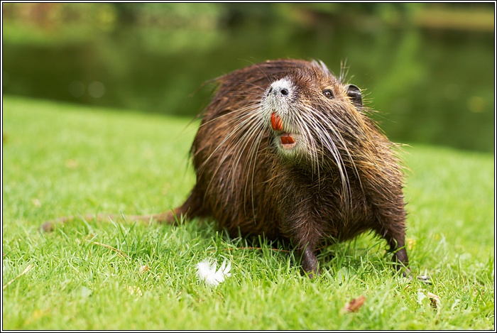 Nutria