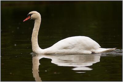 Schwan