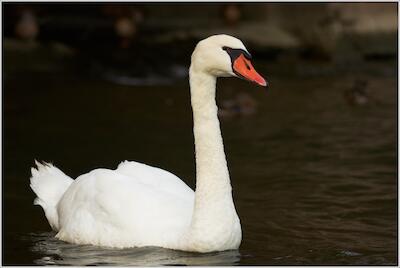 Schwan