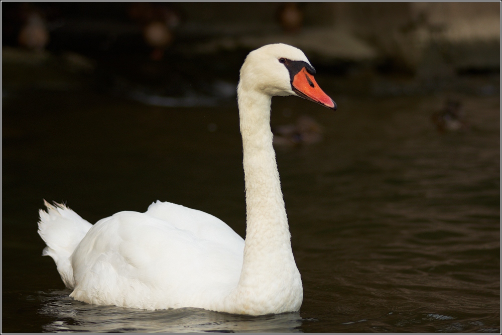 Schwan