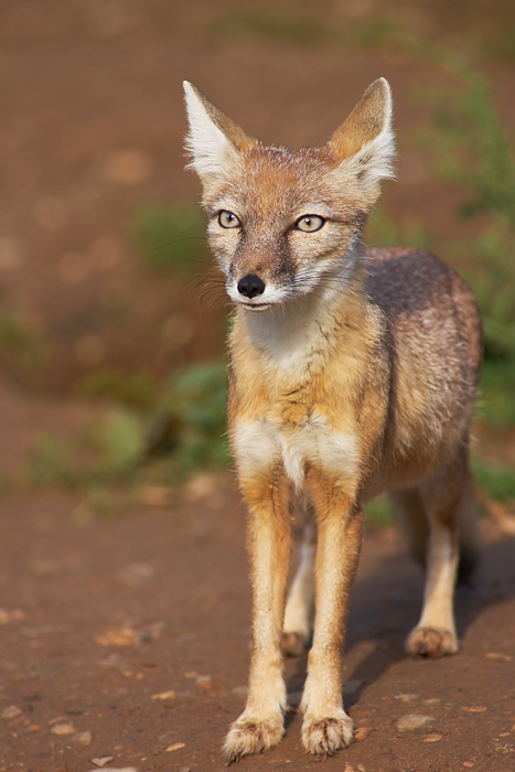 Steppenfuchs