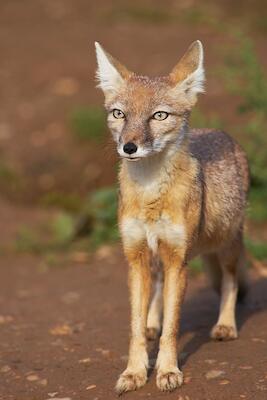 Steppenfuchs