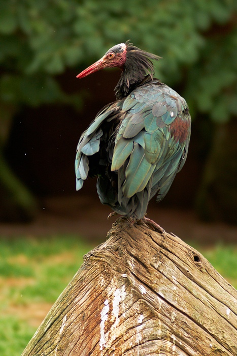 Waldrapp