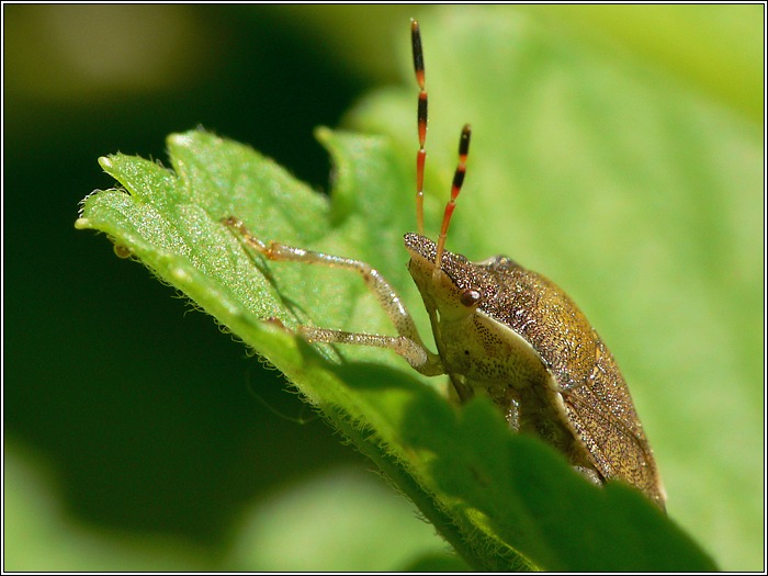 Holcostethus vernalis
