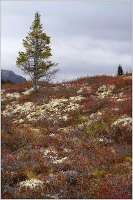 Rondane 76