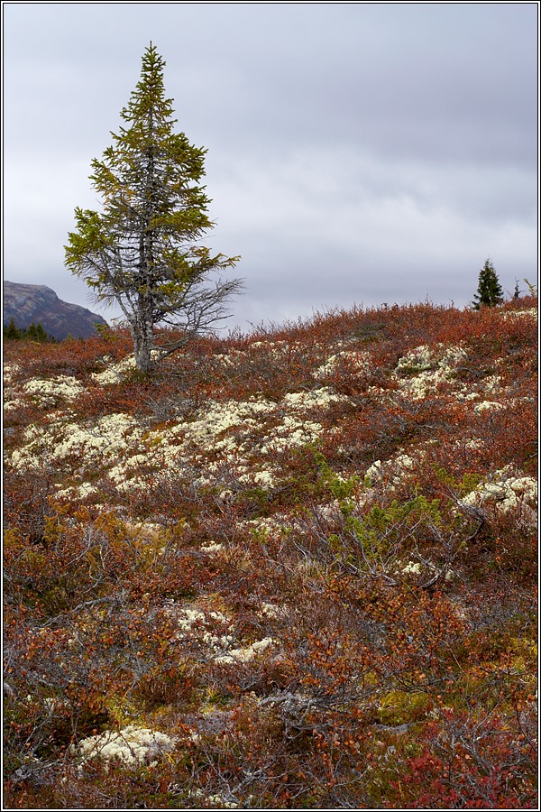 Rondane 76