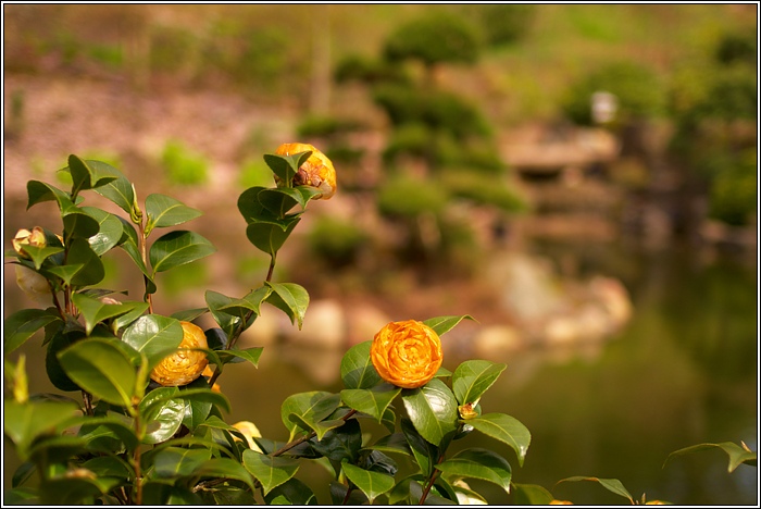 Im Japanischen Garten III