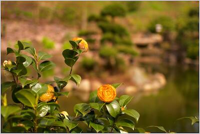 Im Japanischen Garten III
