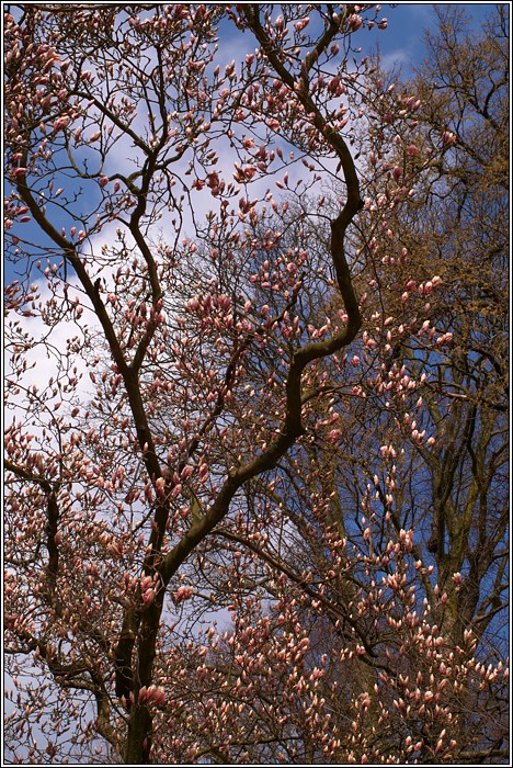 Im Japanischen Garten V