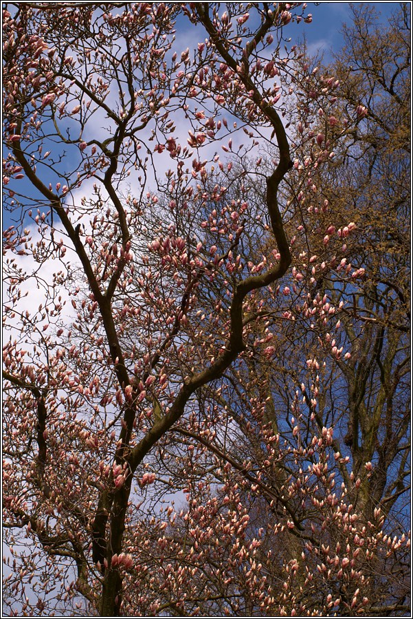 Im Japanischen Garten V