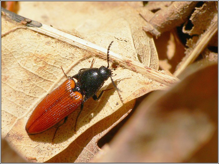 Ampedus sp.